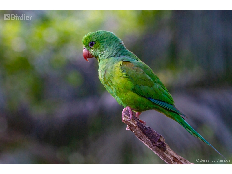 Plain Parakeet