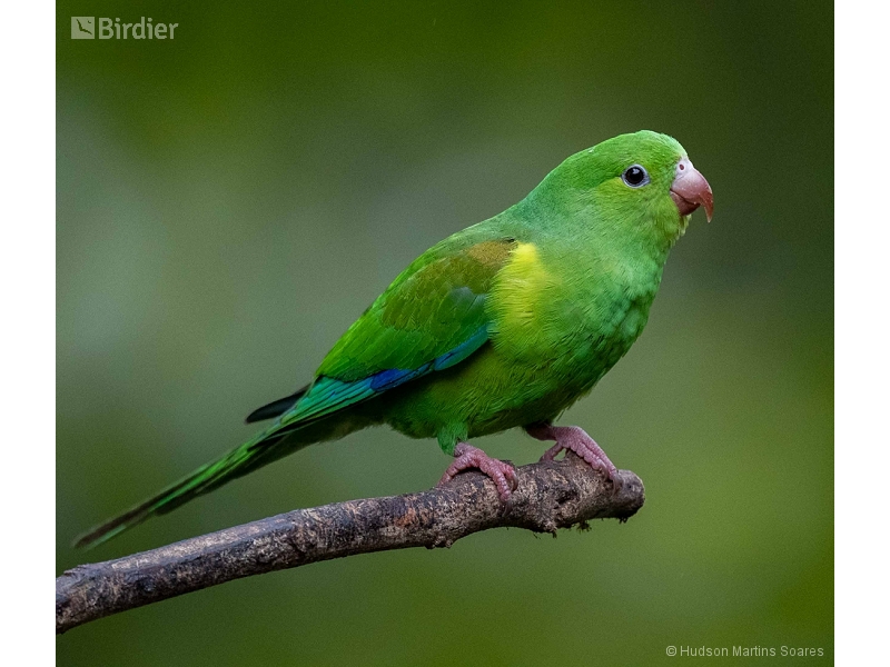 Plain Parakeet