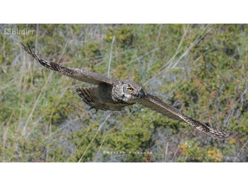 Great Horned Owl