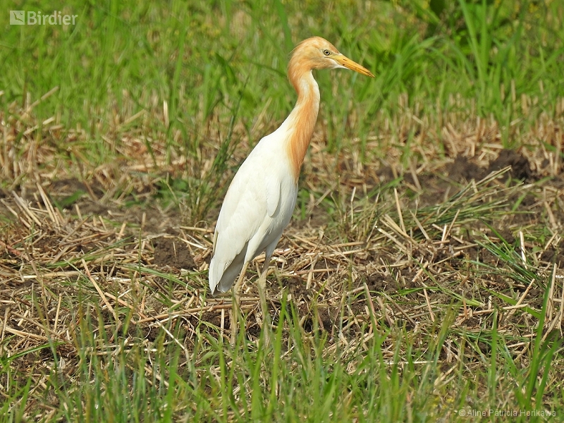 Western Cattle Egret