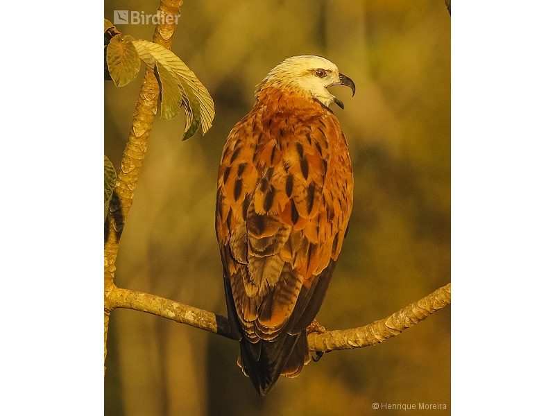 Black-collared Hawk