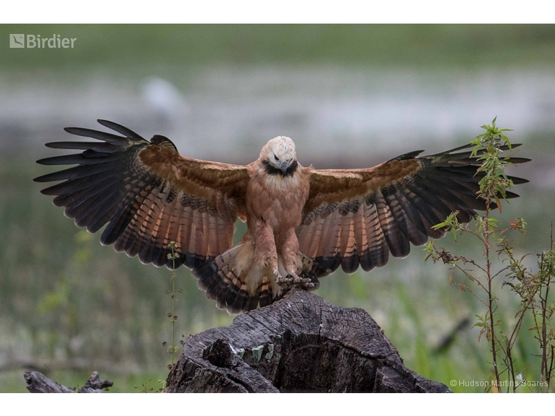 Black-collared Hawk