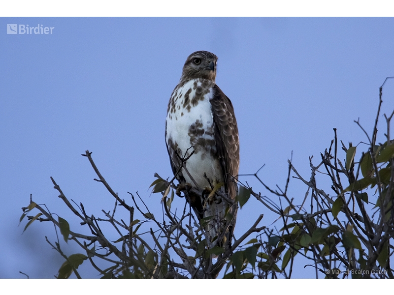 Madagascar Buzzard