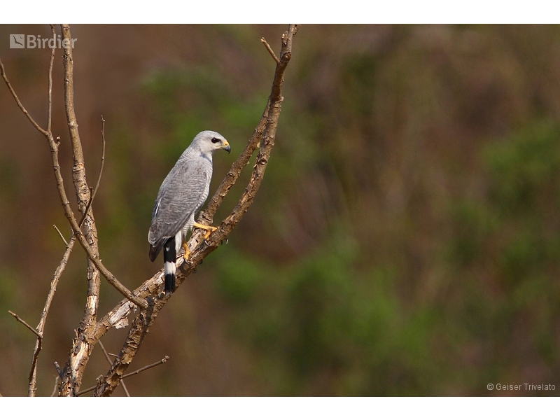 Grey-lined Hawk