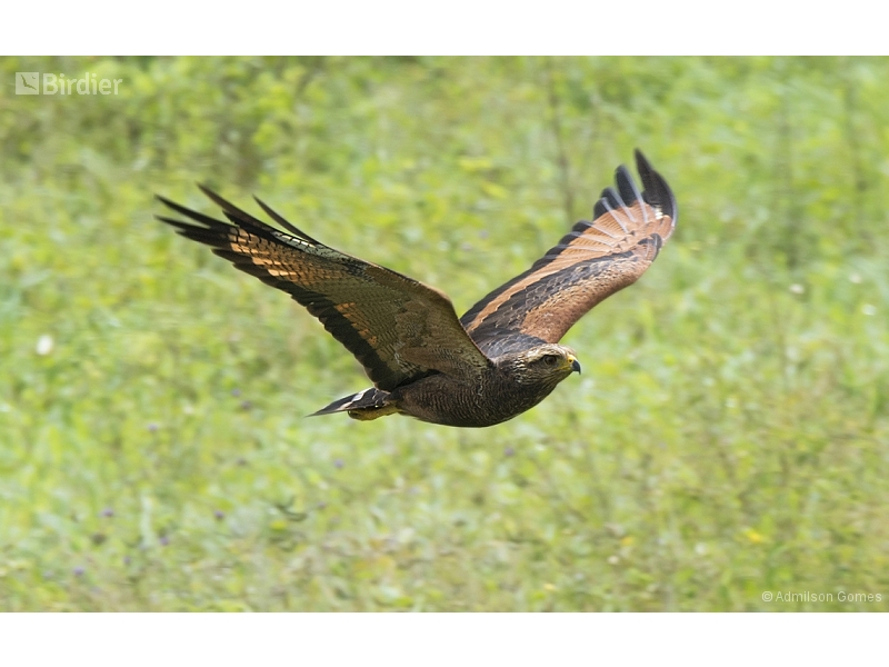 Savanna Hawk