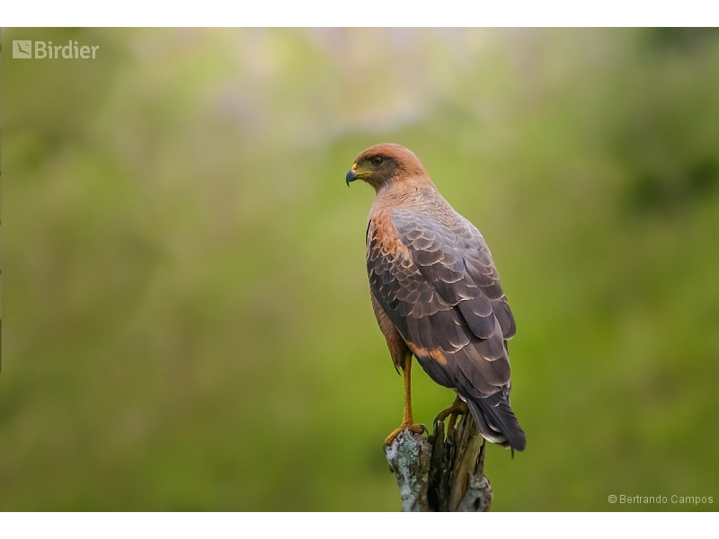 Savanna Hawk