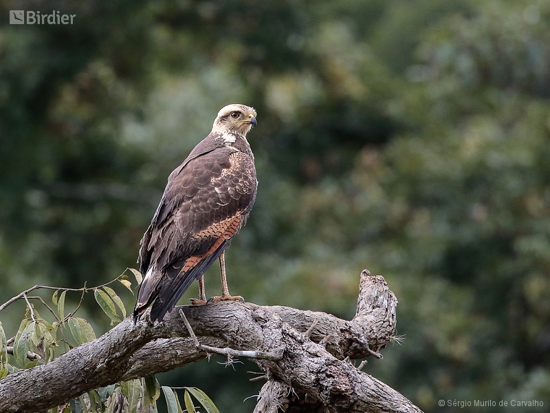 Savanna Hawk
