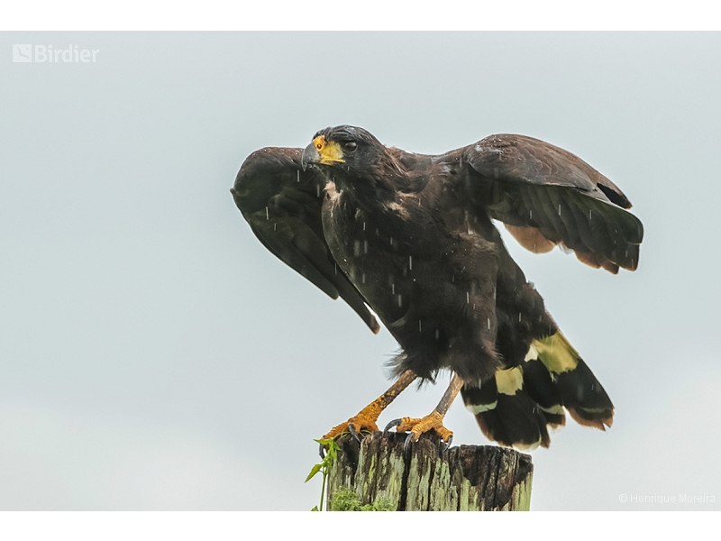 Great Black Hawk