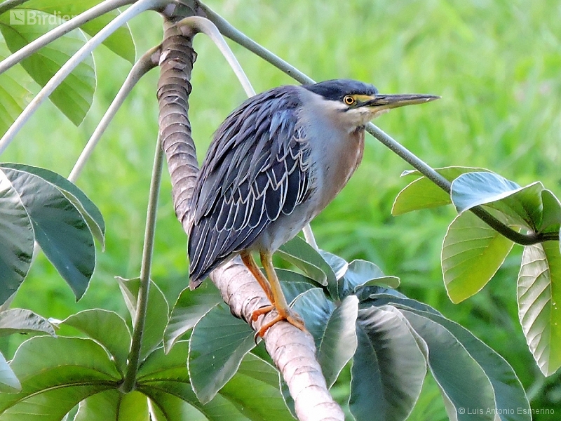 Striated Heron