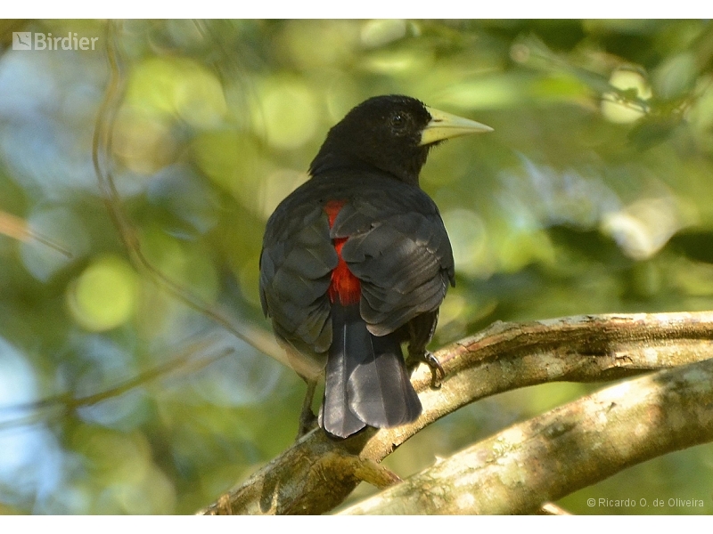 Red-rumped Cacique