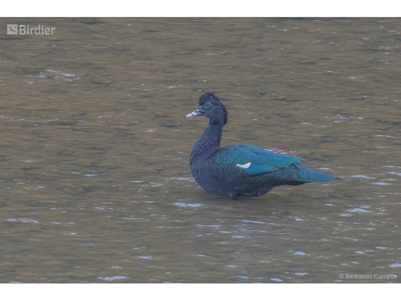 Muscovy Duck