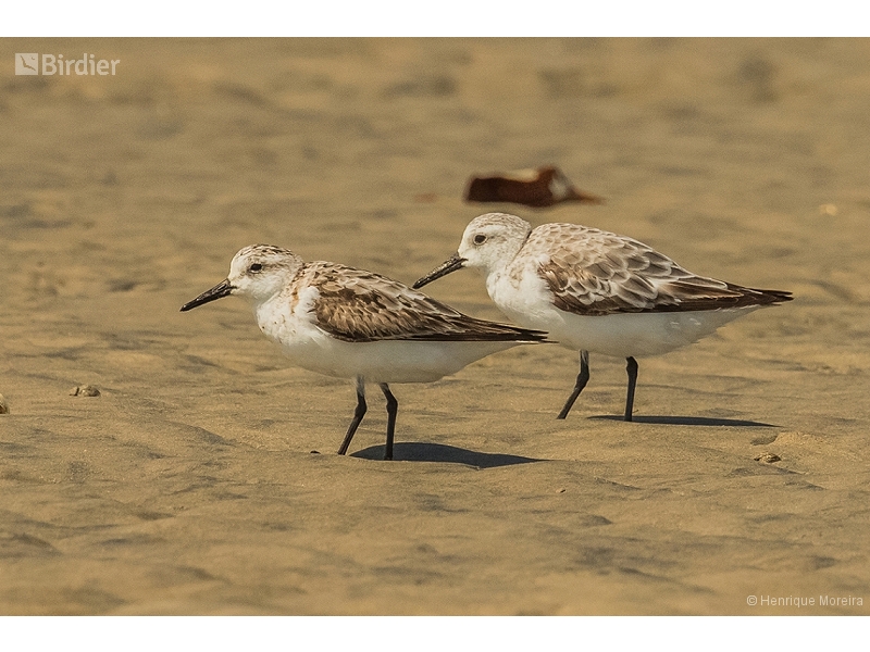 Sanderling
