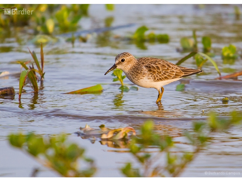 Least Sandpiper