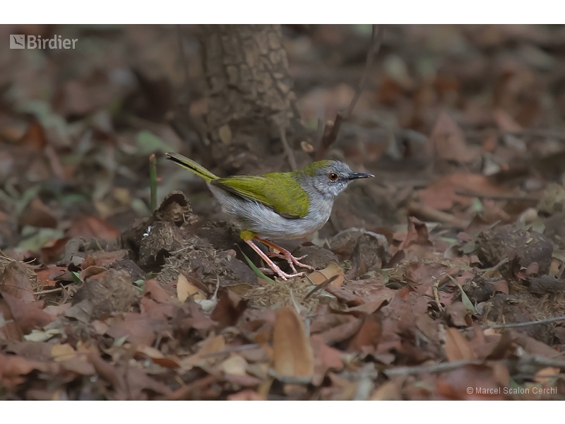 Bleating Camaroptera
