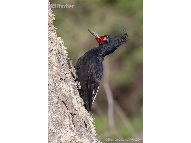 Magellanic Woodpecker