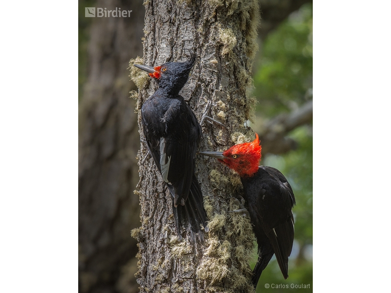 Magellanic Woodpecker