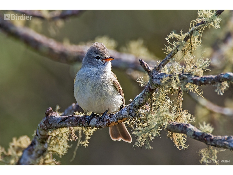 Southern Beardless Tyrannulet