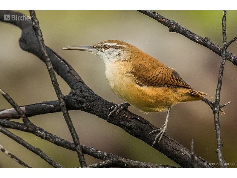 Long-billed Wren