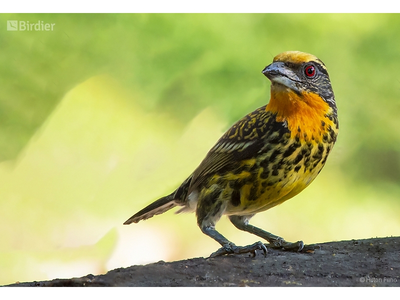 Gilded Barbet