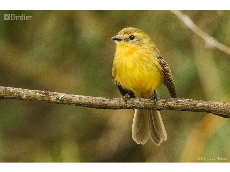 Yellow Tyrannulet