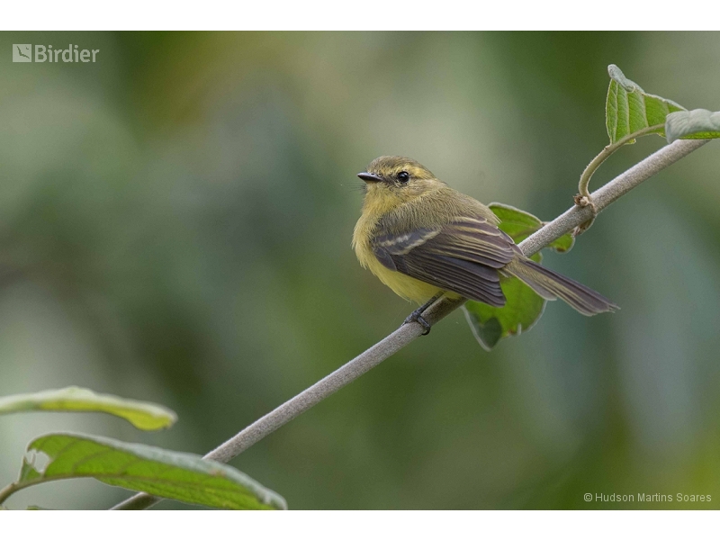Yellow Tyrannulet