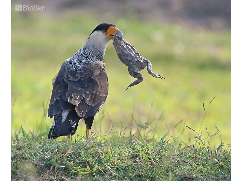 Crested Caracara