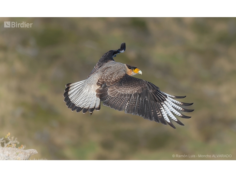 Crested Caracara