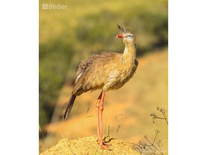 Red-legged Seriema