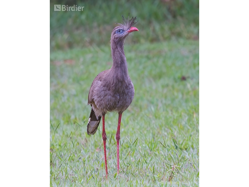 Red-legged Seriema