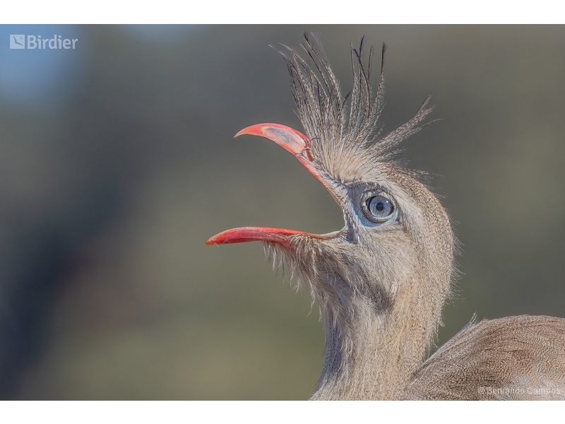 Red-legged Seriema