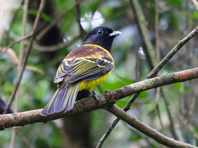 Hooded Berryeater