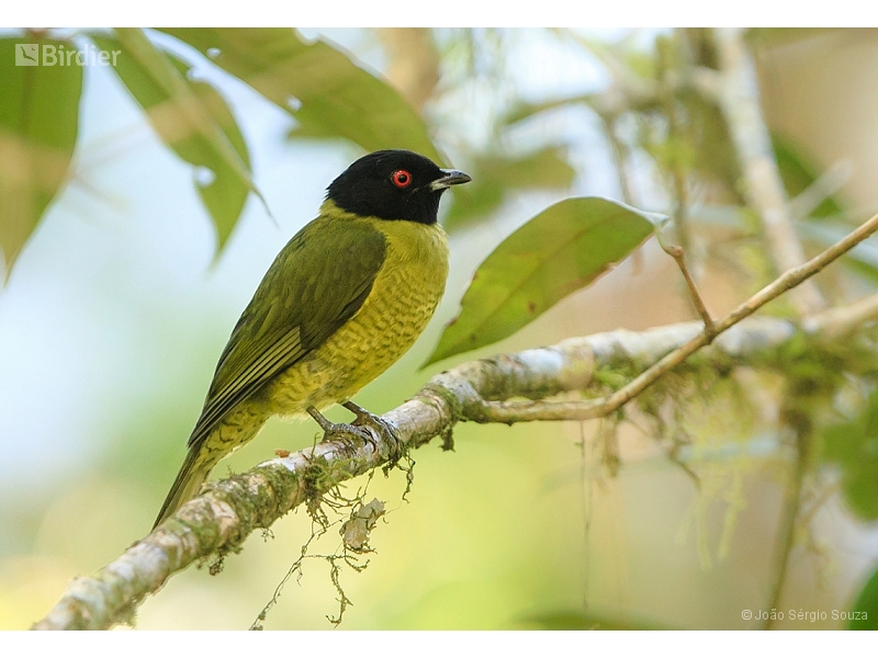 Black-headed Berryeater