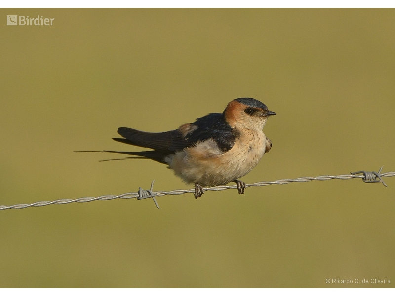 Eastern Red-rumped Swallow