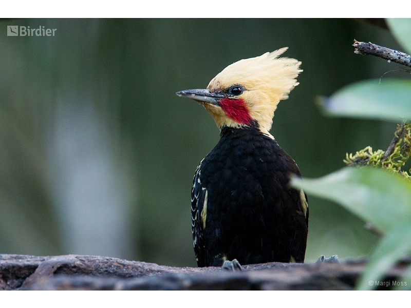 Blond-crested Woodpecker