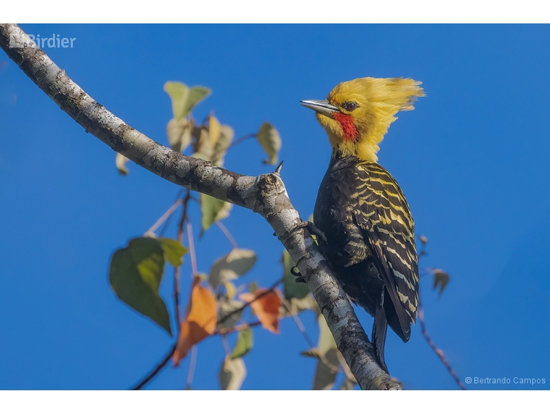 Blond-crested Woodpecker
