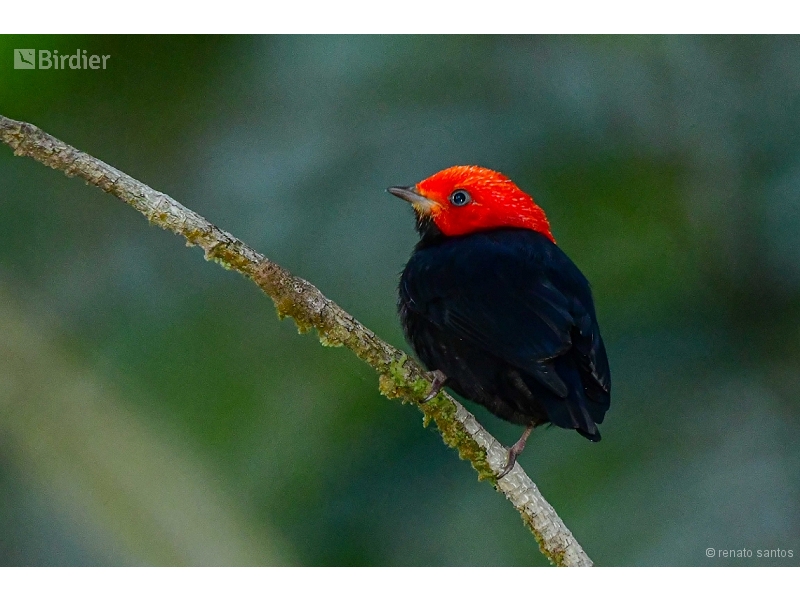 Red-headed Manakin