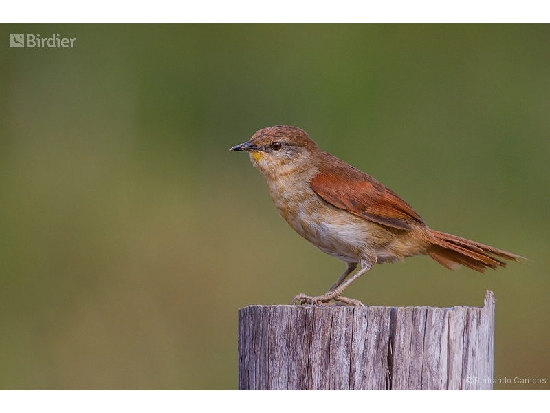 Yellow-chinned Spinetail