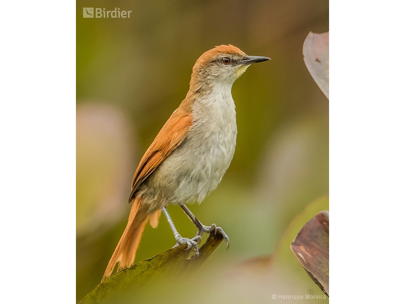 Yellow-chinned Spinetail