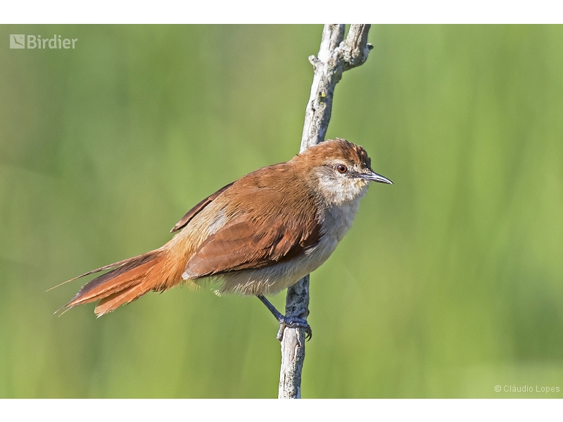 Yellow-chinned Spinetail