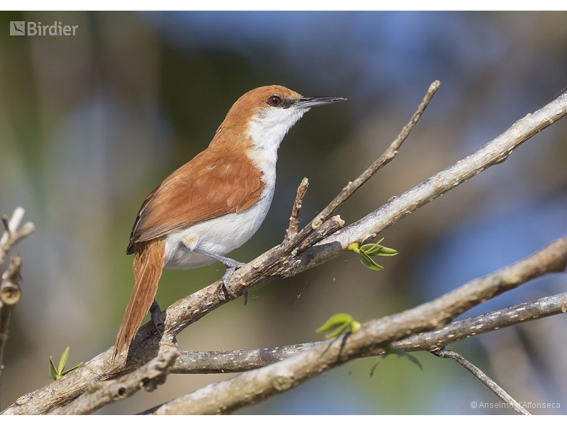 Red-and-white Spinetail