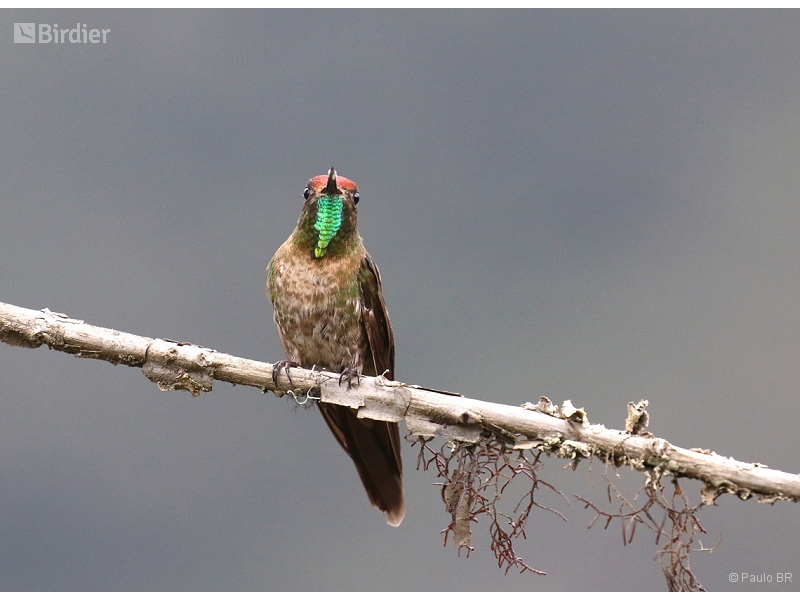 Rufous-capped Thornbill