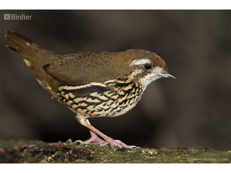 Cryptic Antthrush