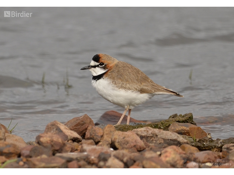 Collared Plover