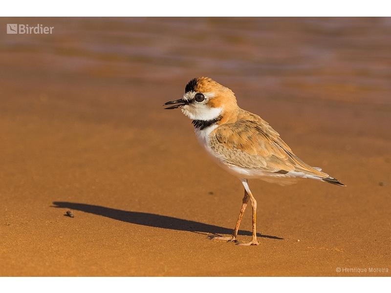 Collared Plover