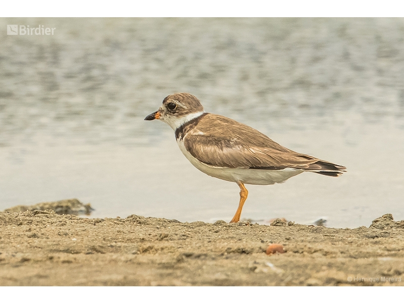 Semipalmated Plover
