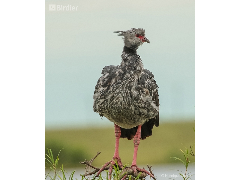 Southern Screamer