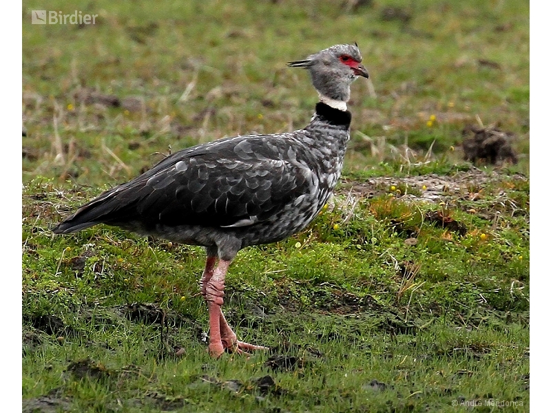 Southern Screamer