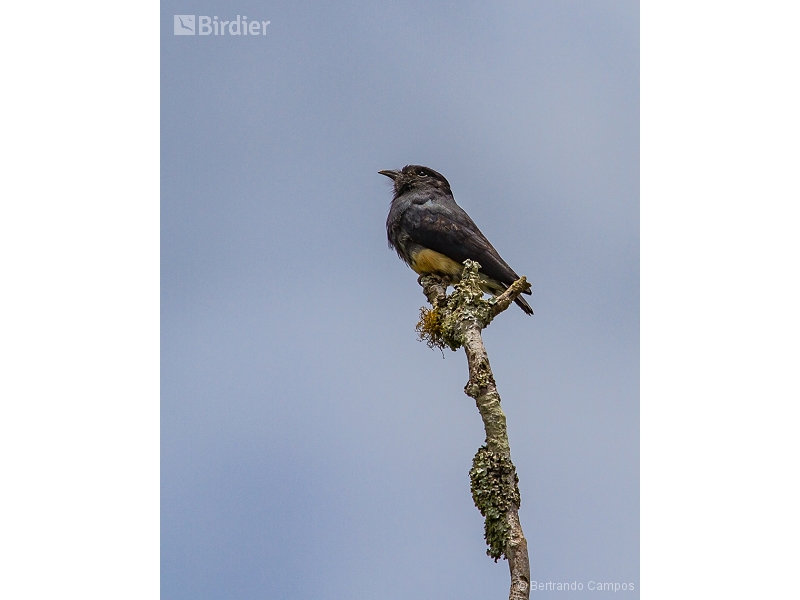 Swallow-winged Puffbird