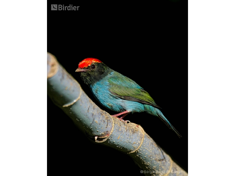 Blue Manakin