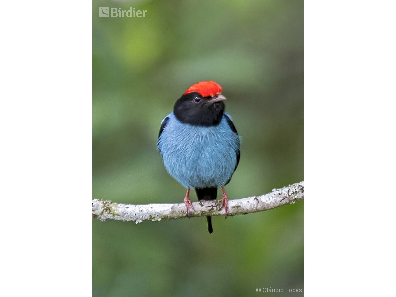 Blue Manakin